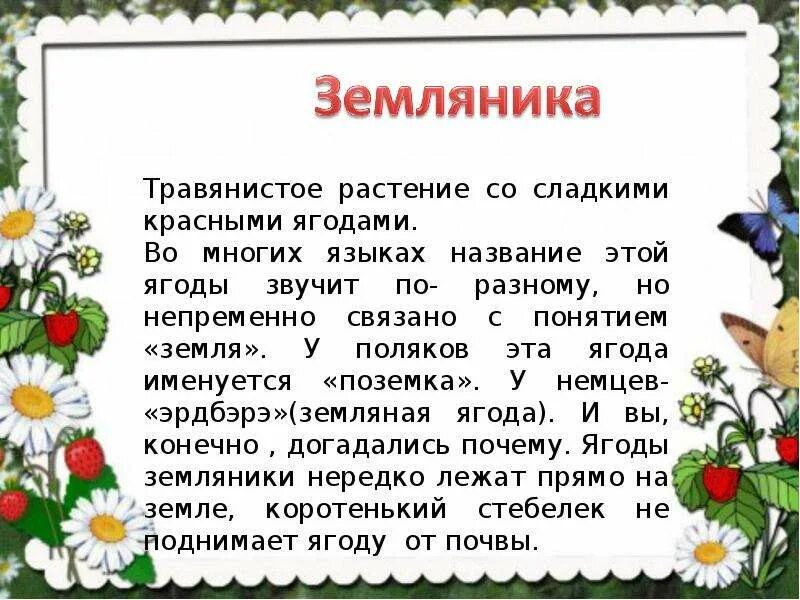 Корне слова земляника. Текст описания про клубнику. Сочинение про землянику. Доклад про землянику. Земляника презентация.