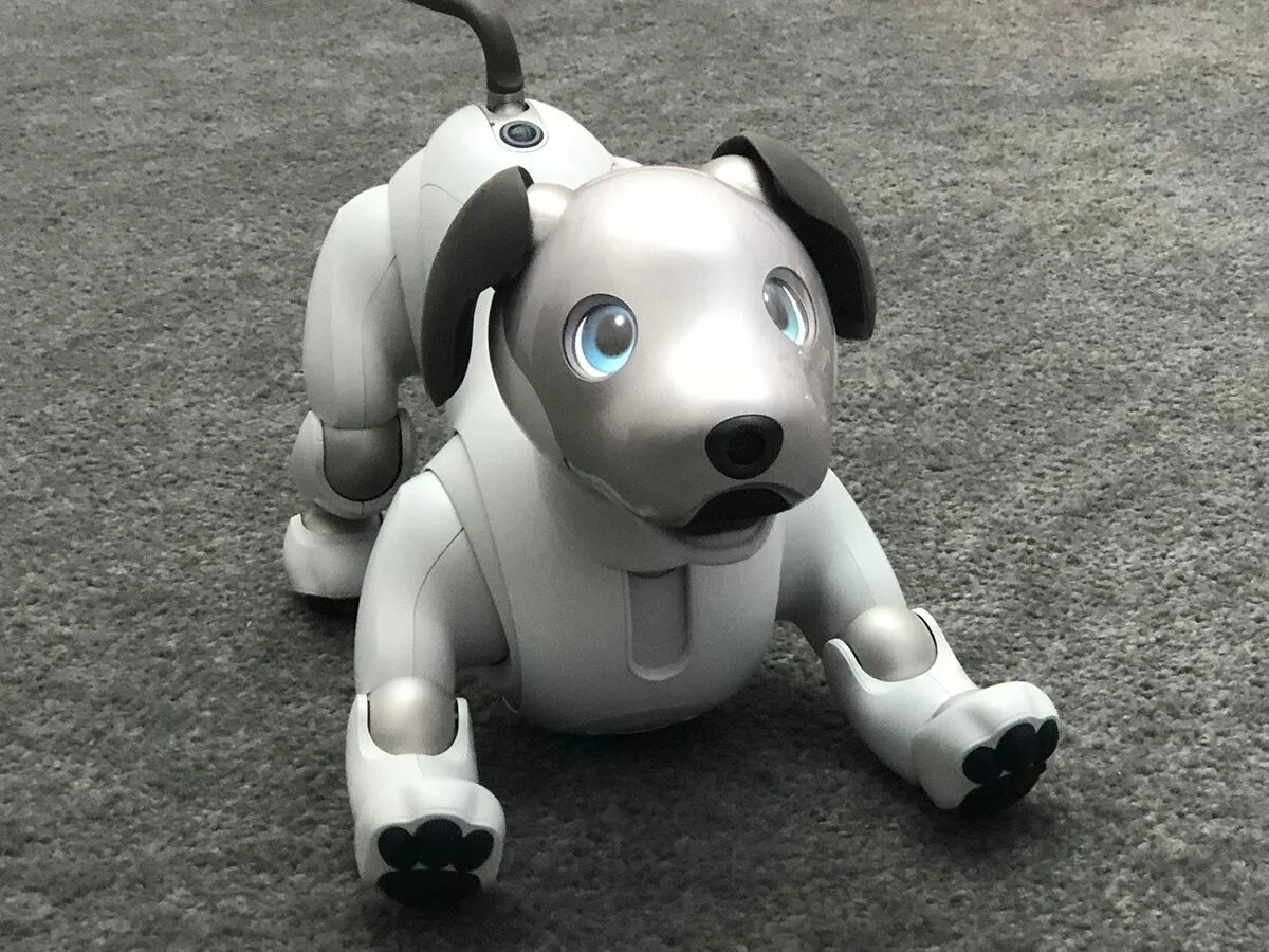 Роботы собаки на открытии игр. Aibo_Sony ers-1000. Собака робот Sony Aibo. Робот собака Sony Aibo ers 1000. Айбо робот 1999.