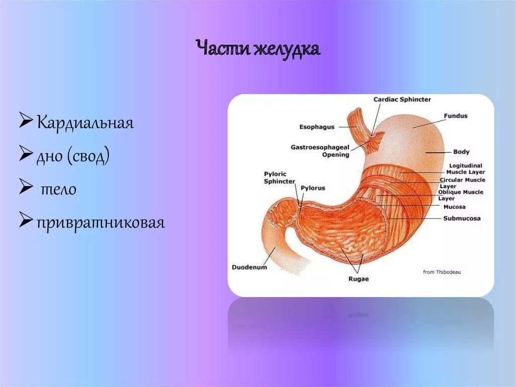 Кардиальная часть желудка анатомия. Отделы желудка анатомия латынь. Части желудка,строение стенки желудка. Строение желудка тело свод. Внутреннее строение желудка