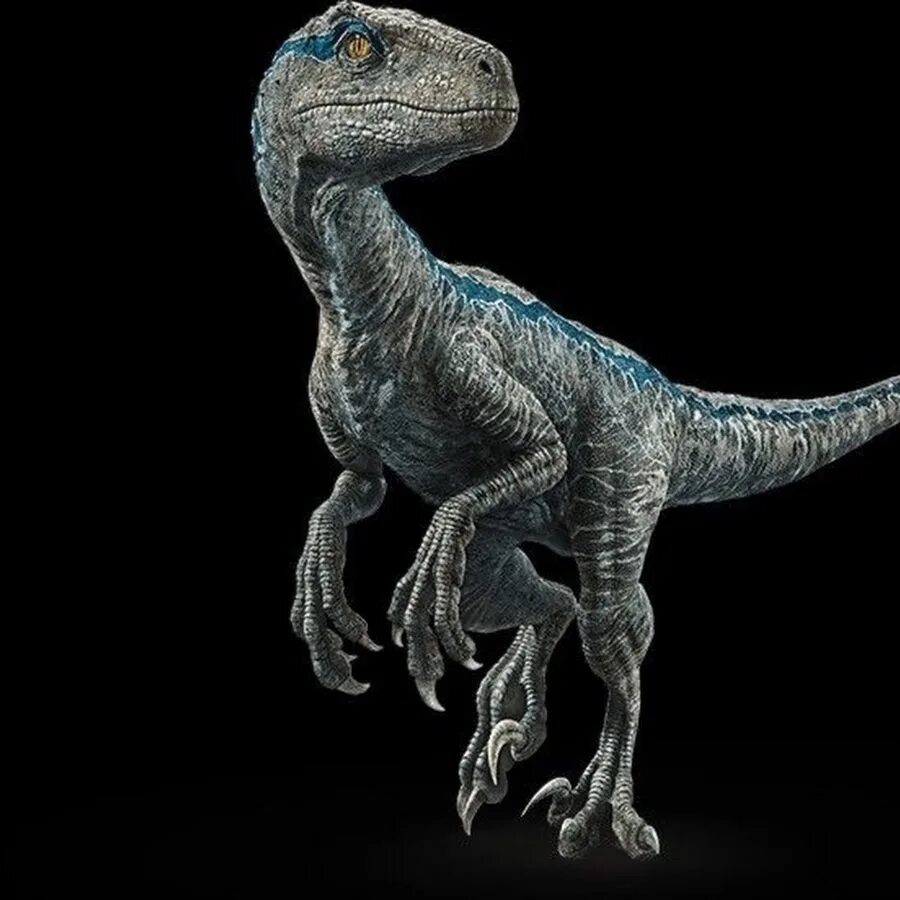 Блю динозавр. Мир юрского периода велоцираптор блю. велоцераптор блю jurassic world. jurassic world велоцираптор блю. мир юрского периода 2 велоцираптор блю.