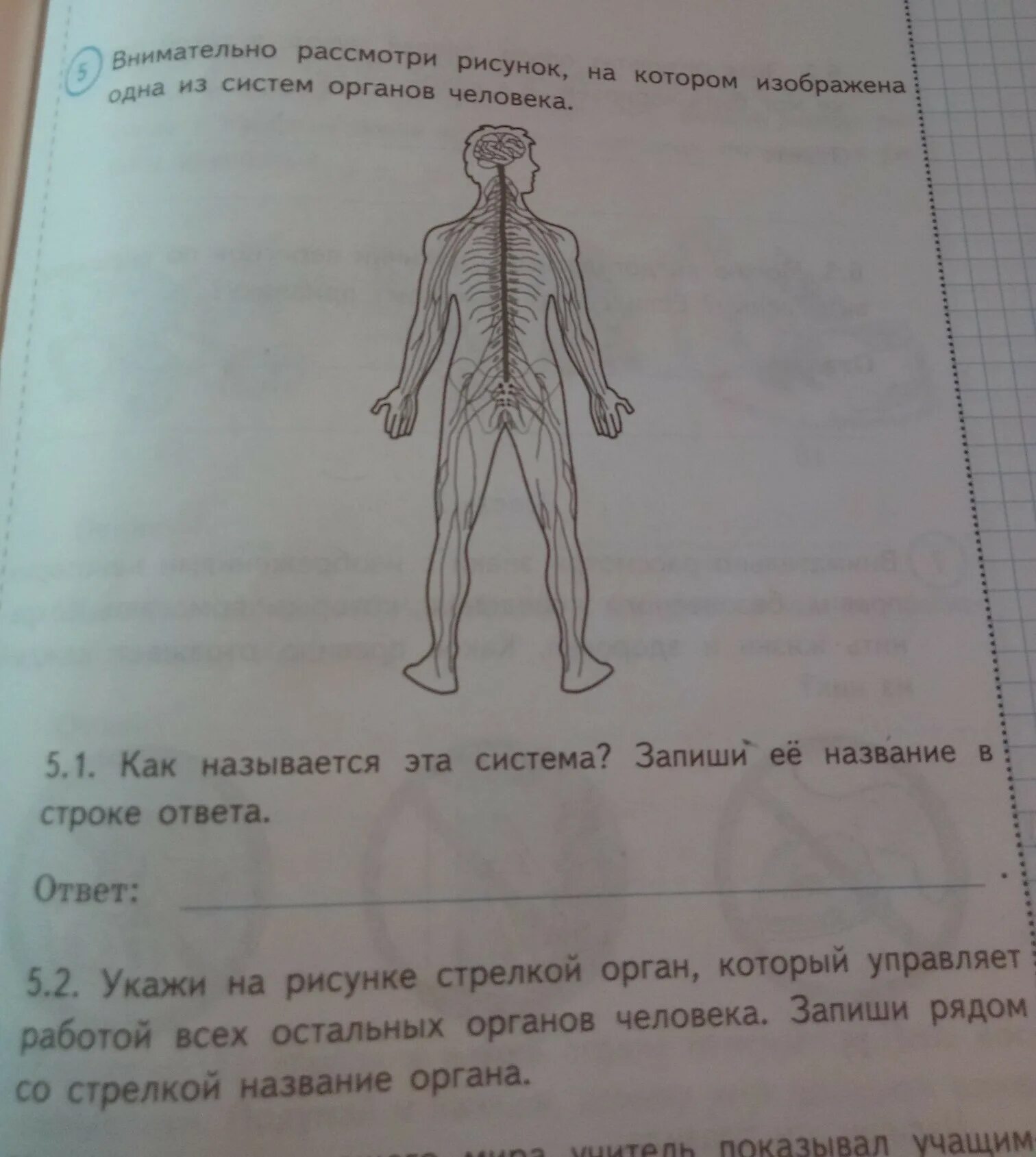 Рассмотри рисунок на котором изображен. Внимательно рассмотри рисунок. Внимательно рассмотри Ри. Орган который управляет работой всех остальных органов человека. Изображена одна из систем органов человека.