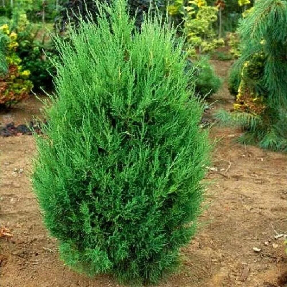 Juniperus chinensis
