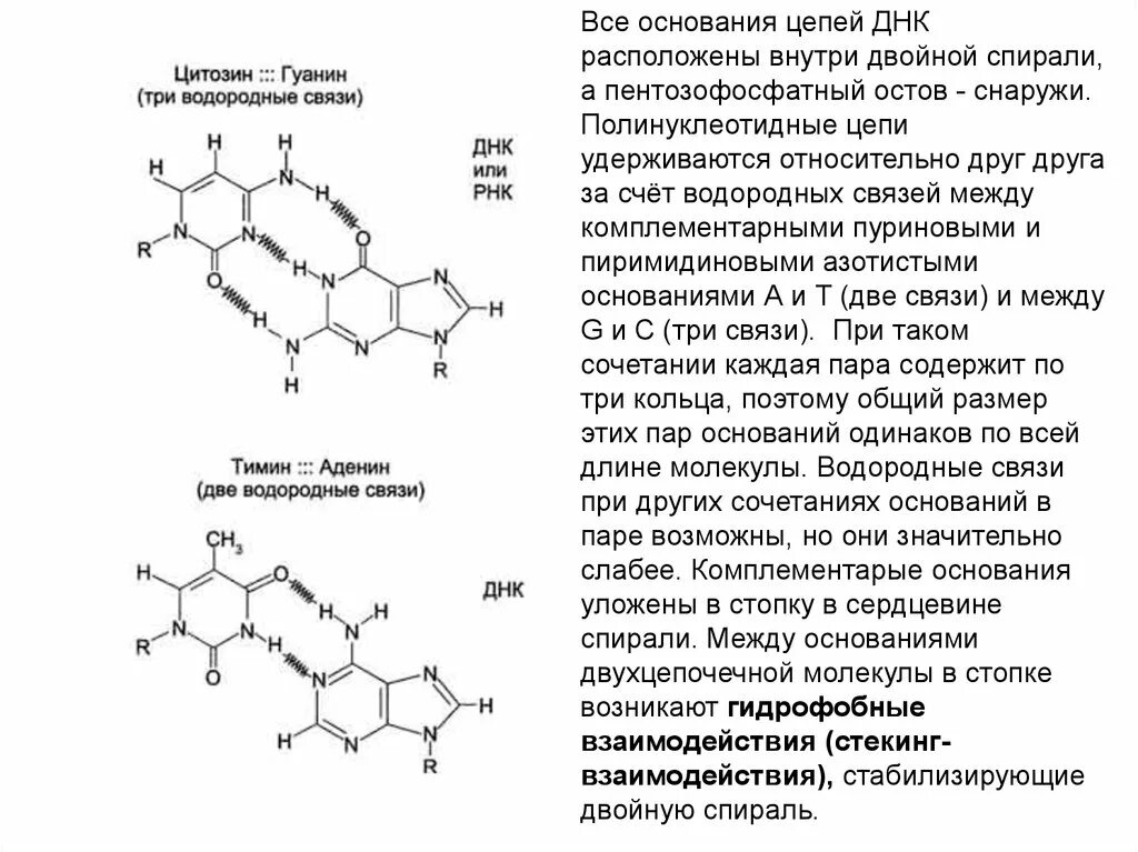 Связи в нуклеиновых кислотах. Связи между комплементарными азотистыми основаниями. Связи между основаниями ДНК. Водородные связи в ДНК. Водородные связи между ДНК.