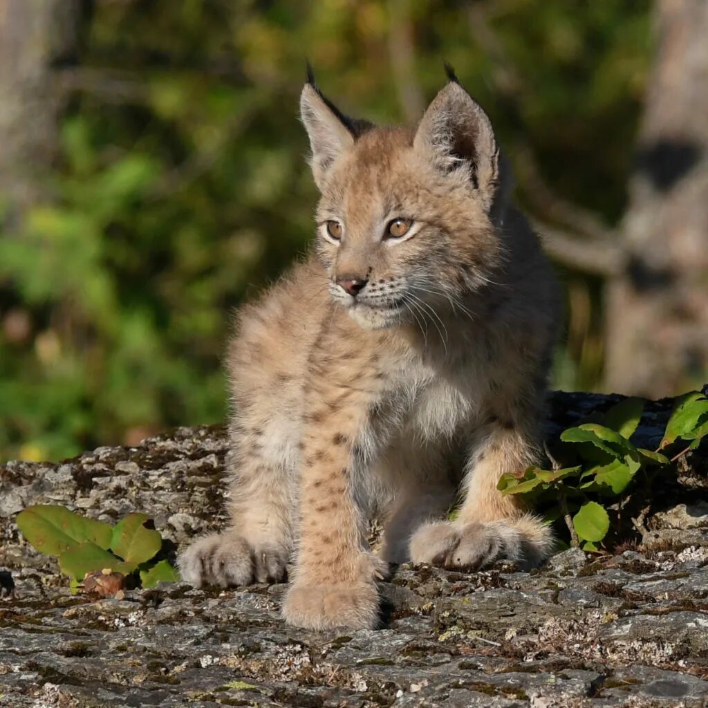 Г рысь. Рысь Кроноцкий заповедник. Lynx Lynx Linnaeus. Рысь Горная Шория. Lynx Lynx Linnaeus, 1758.