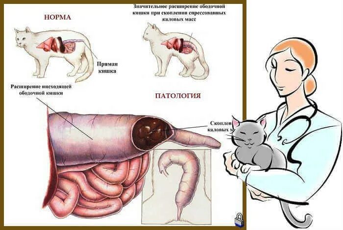 Что дать собаке от запора. Кишечник животных.