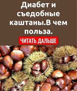 Чем полезен каштан съедобный