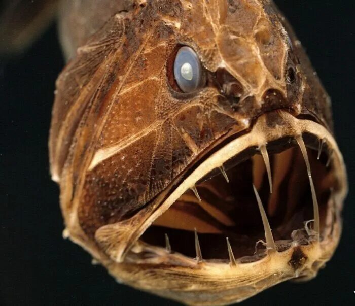 Саблезуб (anoplogaster cornuta). Западноатлантический удильщик. Батизаурус рыба. Длиннорогий саблезуб. Хаулиод рыба.