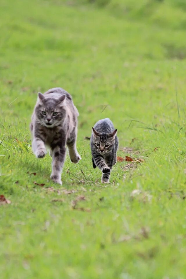 За ним по пятам гнались котята составьте. Кот бежит. Котик в траве. Кошка бегает. Коты убегают.