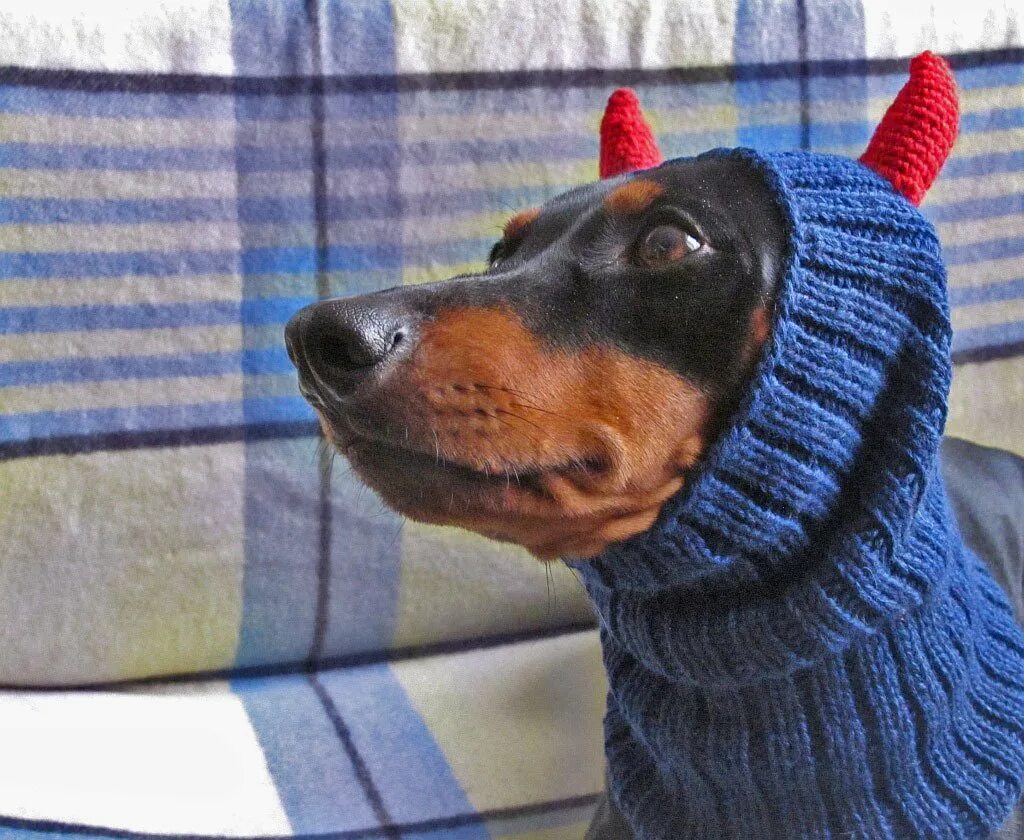 Вязаная шапка для таксы. Шапка для таксы. Связать шапку таксе спицами. Шапка 'собака'. Шапка для таксы спицами.