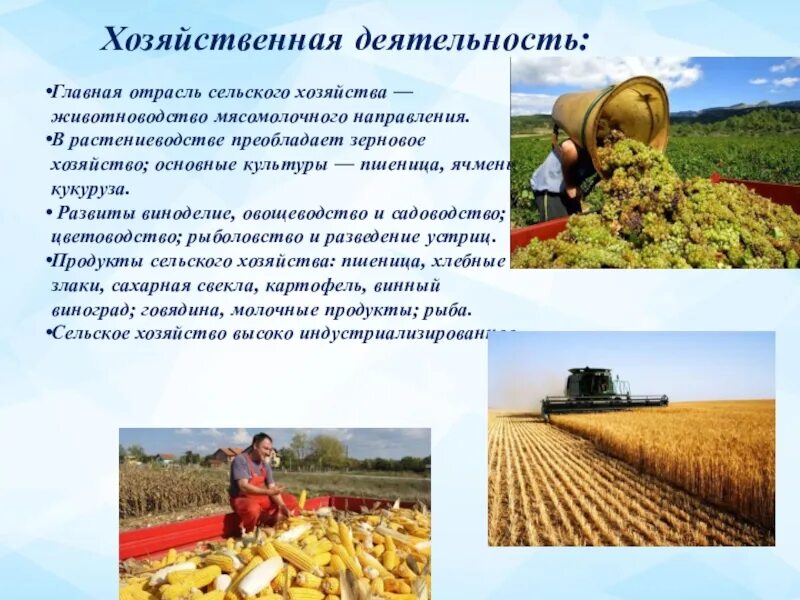 Преобладающие отрасли сельского хозяйства. Агропромышленный комплекс отрасли. Типы сельского хозяйства таблица товарное потребительское. Сельскохозяйственные культуры турции. Отрасли специализации сельского хозяйства турции.