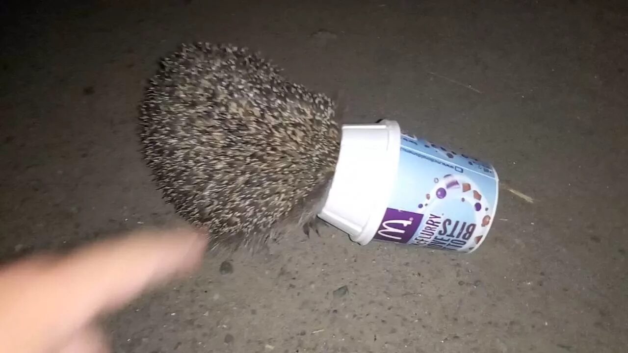 Соль еж