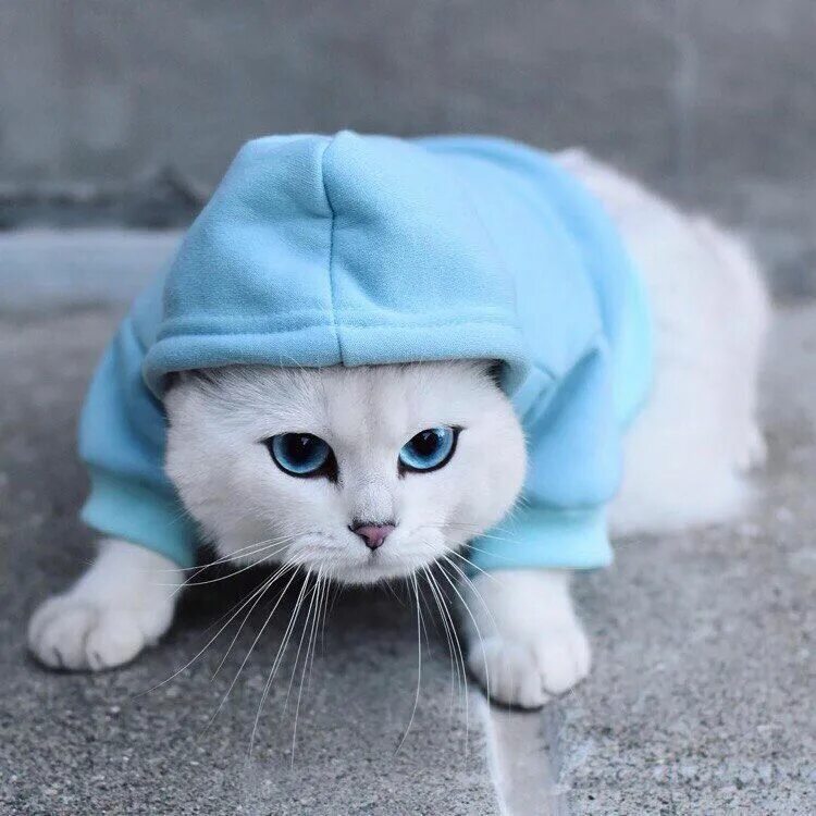 Котики милые в шапках фото вяжем с Жанной. Смотрите видео онлайн, бесплатно