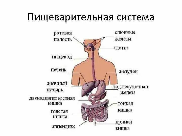 Пищеварительная система пищеварительные железы. Железы пищеварительной системы схема. Железы пищеварительной системы человека анатомия. Схема органов желез пищеварительной системы.