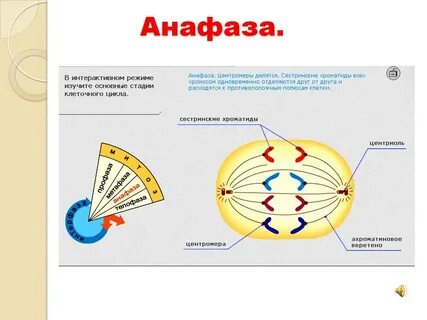 Происходит расхождение