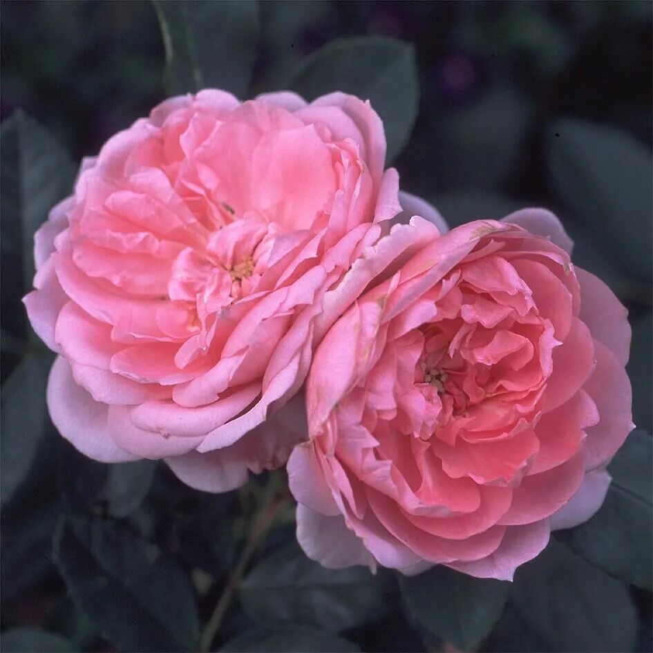 Prairie joy (прери джой) шраб. Розы джой. Розы джой. Розы джой. Розы джой.