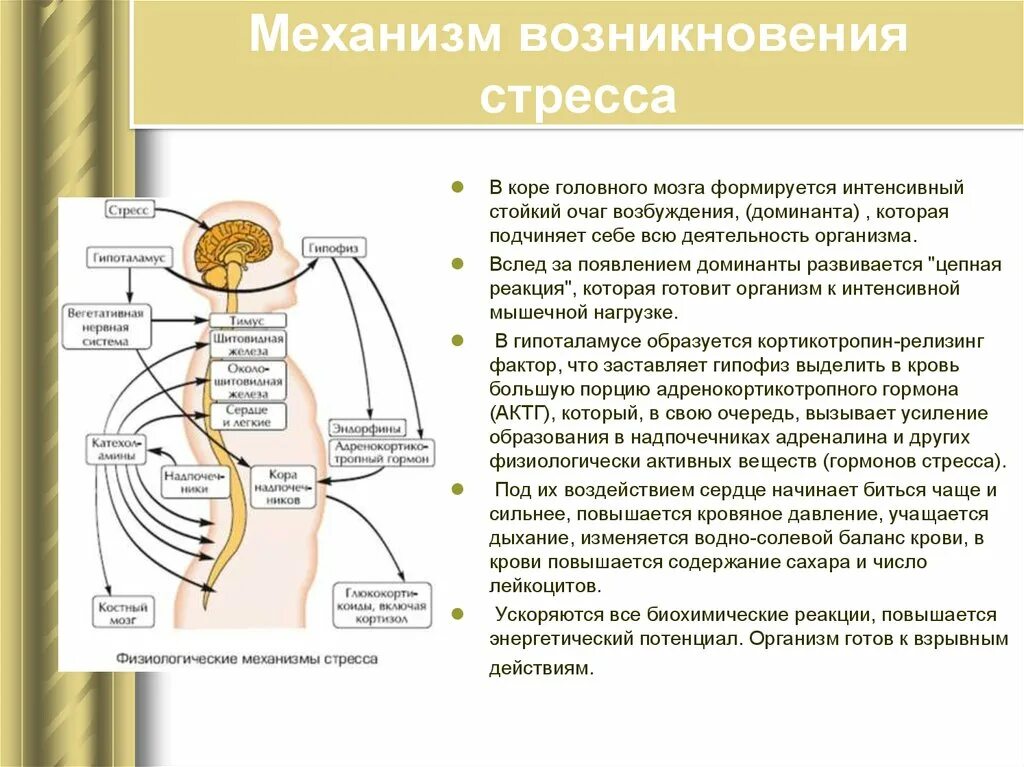 Какие гормоны в каких ситуациях. Механизм возникновения стресса. Механизм развития стресса. Механизм развития стресс реакции. Физиологические механизмы стресса.