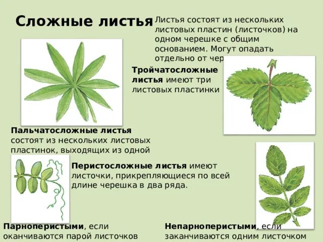 Листья состоящие из нескольких листовых пластинок называются. Листья состоящие из нескольких листовых пластинок называются