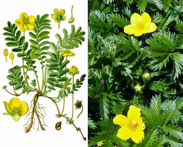 Лапчатка гусиная латынь. Лапчатка гусиная (potentilla anserina). лоп,атка гусиная. гусуна лапчатая. лапчатка гусиная корень.