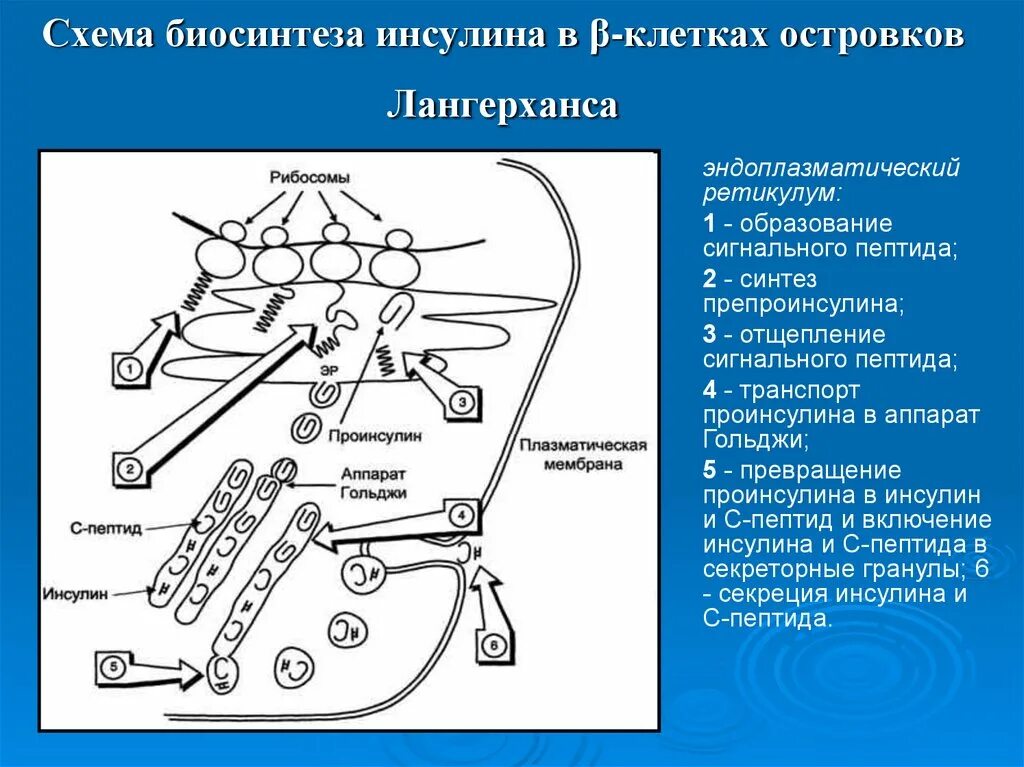 Синтез инсулина последовательность. Схема образования инсулина биохимия. Схема синтеза инсулина биохимия. Регуляция секреции инсулина биохимия. Схема секреции инсулина.