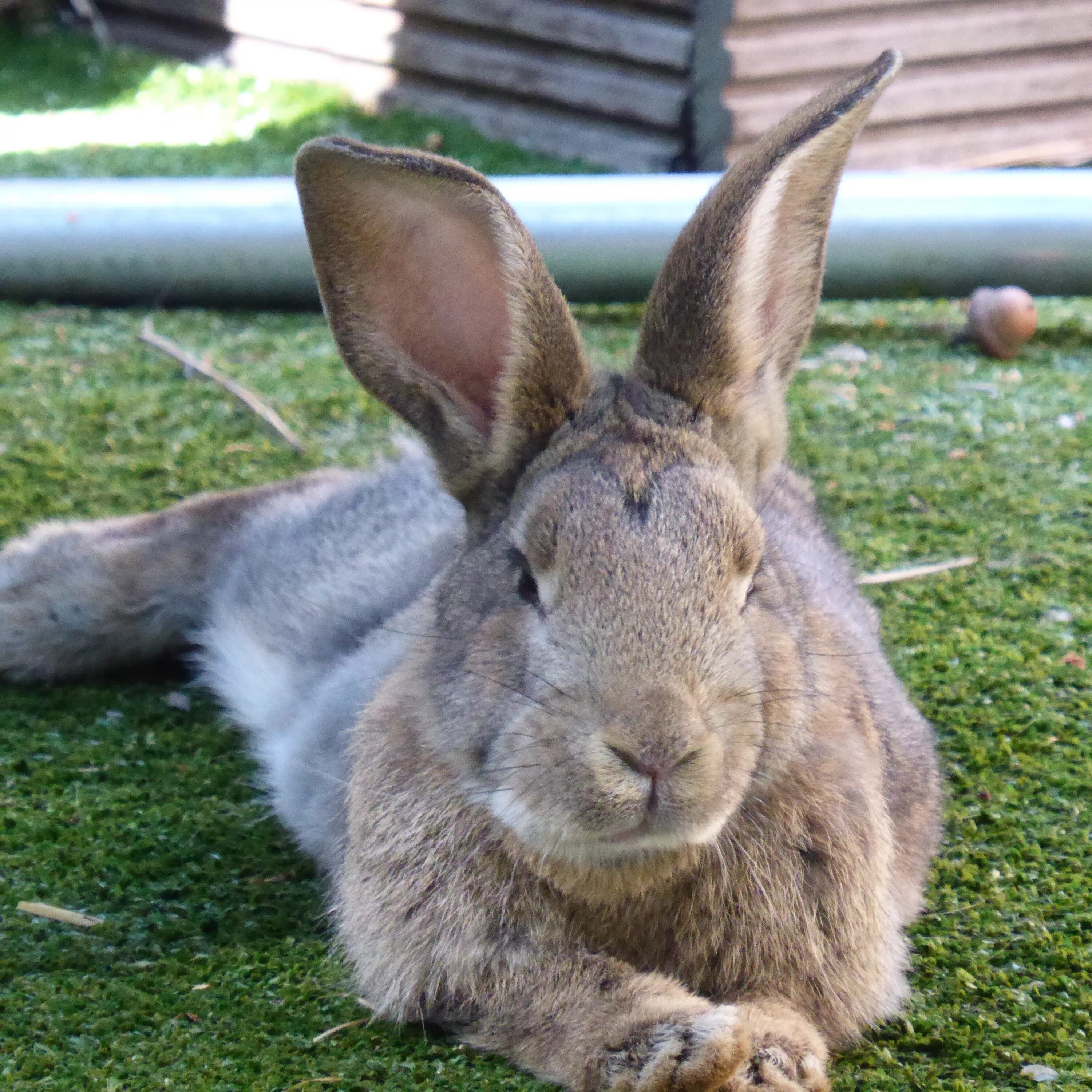 Калифорнийский великан кролик. Poelagus Marjorita. Кролик взрослый.