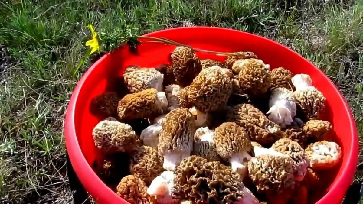 Первые грибы после зимы. Весенние грибы сморчки. Сморчок полевой. Сморчок полевой гриб. Первые весенние грибы сморчки.