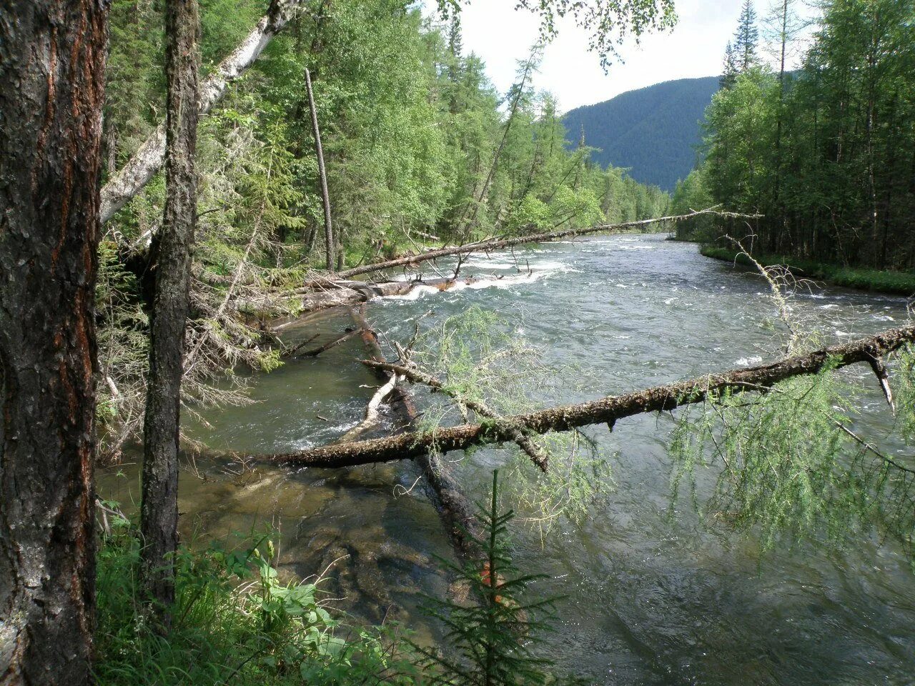 Малые реки красноярского края. Река Агул Красноярский. Река Агул Красноярский край. Агул река в Красноярском крае. Река Агул Красноярский край Ирбейский район.