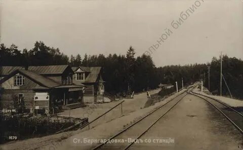 Бернгардовка пискаревка