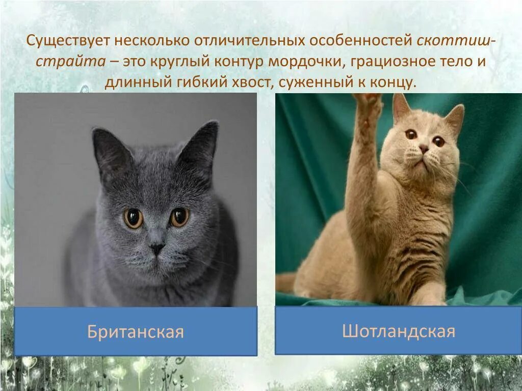 Чем отличается британец