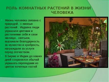 Роль комнатных растений