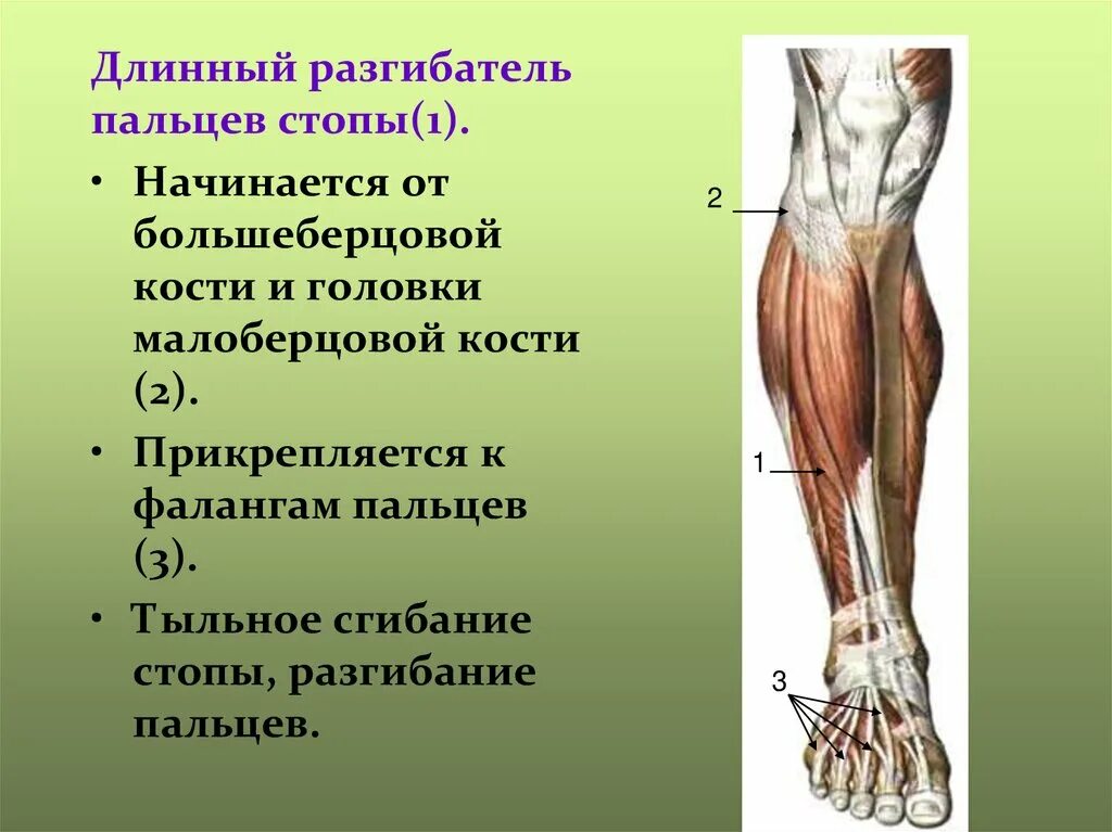 Большеберцовая мышца функции. Передняя большеберцовая мышца бедра. задняя большеберцовая мышца голени. функция передней большеберцовой мышцы голени. передня больше берцовая мышца.