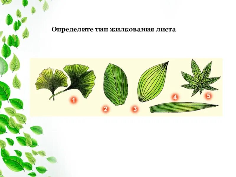 Видоизменение листьев рисунок. Жилкование листа. определите типы жилкования листьев. определите тип жилкования листа. строение листа видоизменение листьев.