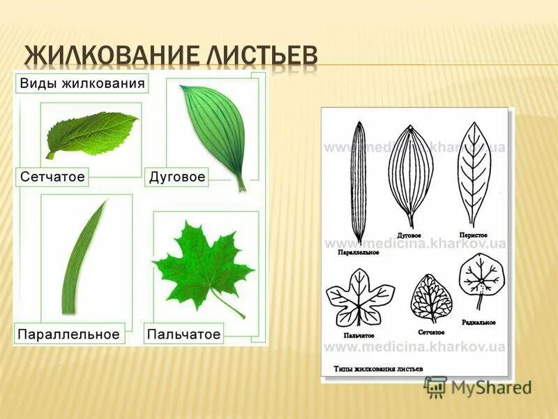 Жилкование покрытосеменных. Рисунок типы жилкования листа. Типы жилкования листа растения. Типы жилкования листьев рисунок. Жилкование листьев рисунок биология.