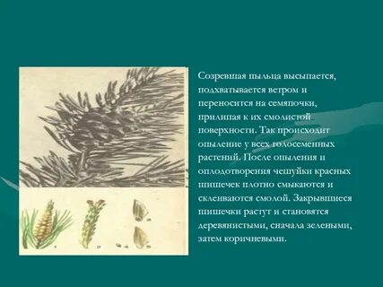 Сосна опыление