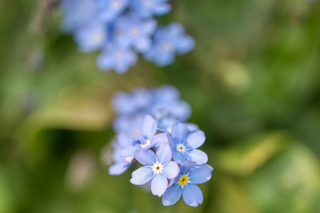 Незабудка мелкоцветковая. Незабудка Лесная Myosotis sylvatica. Миосотис Незабудка. Незабудка Альпийская синяя. Гир незабудка