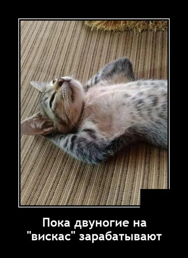 хосико кэт порода кошек. елку убрали скучно скорее бы рассаду посадили. кошки плакали кололись но продолжали жрать кактус. кот и елка с надписями. утренние демотиваторы 20 картинок.