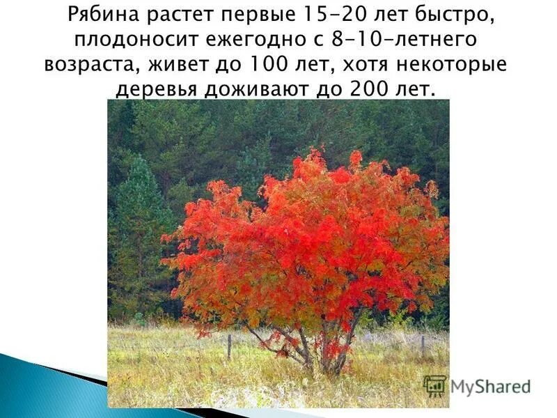 рябина живет столько же сколько. рябина. сколько живет рябина. рябина живет столько же сколько. рябина обыкновенная описание.