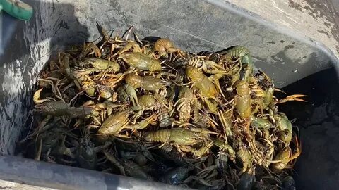 К чему снится живые раки много