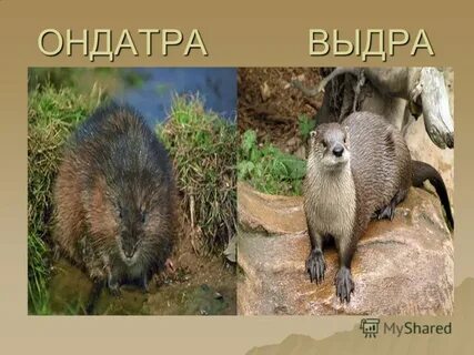 Ондатра и выдра