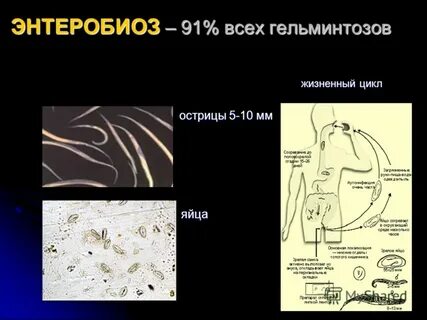 Энтеробиоз что это такое
