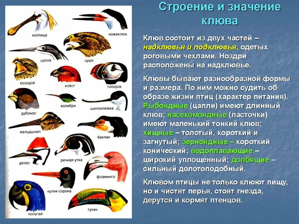 Клювы птиц. Виды клювов у птиц. Клювы птиц по типу питания. Различные формы клюва.