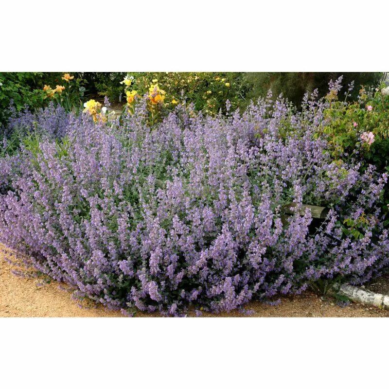 Six hills giant. Котовник фассена six hills giant. Six hills giant. Котовник фассена (nepeta faassenii `kit cat`). Котовник фассена six hills giant.