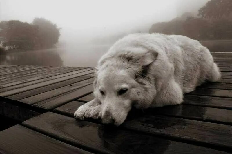 скука по любимому человеку.