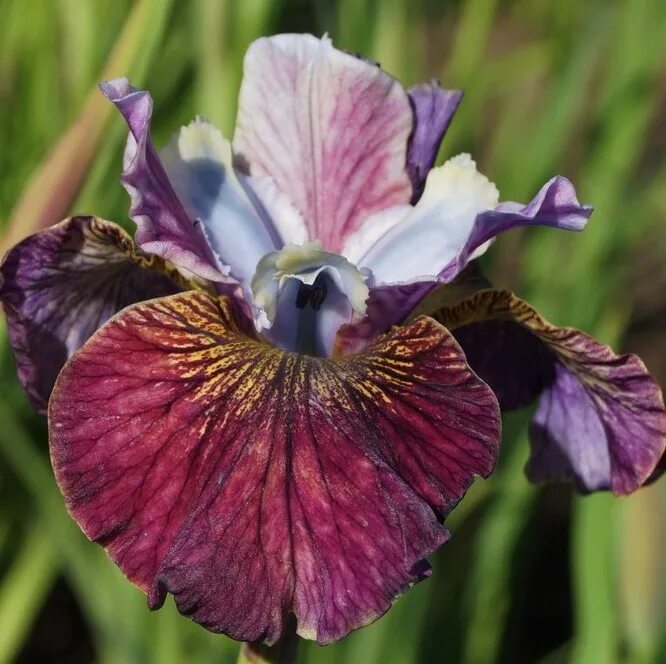 Ирис мисс эппл. Ирис Сибирский Пейнтед Вумен. Ирис Сибирский Iris sibirica. Ирис Сибирский Jerry Murphy. Ирис Сибирский Пейнтед Вумен (painted woman).