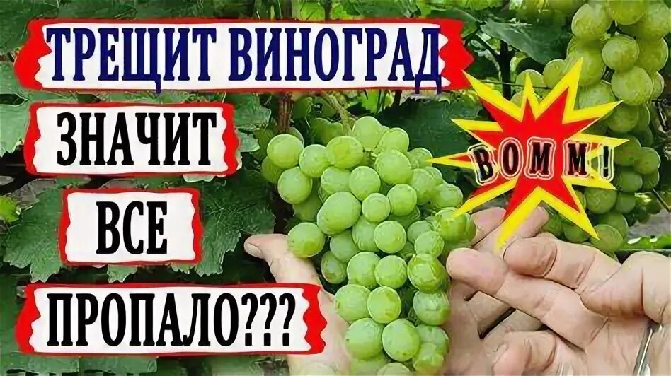 Виноград нельзя беременным. Девушка с виноградом. Виноград для беременных. Продукты для беременной женщины подарок. Виноград нельзя беременным.