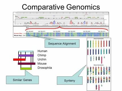 Comparative genomics