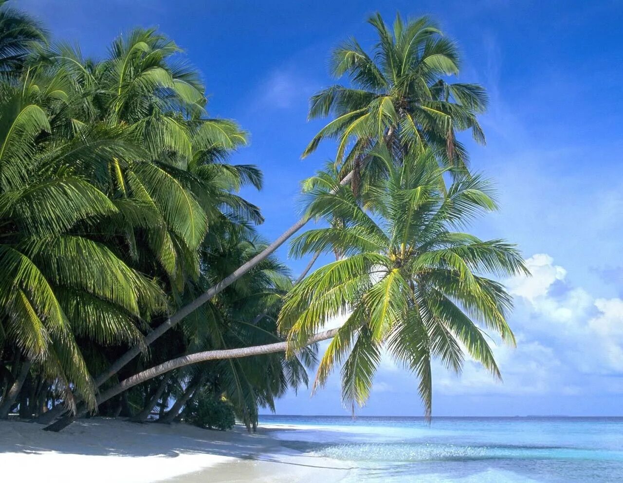 Карибы карибское море. Мальдивы тодду голубая лагуна. Остров и пальмы. Остров и пальмы. Остров саона голубая лагуна.