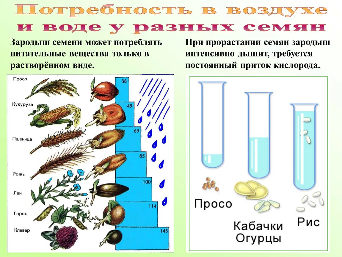 Дышат ли семена. Условия прорастания семян вода биология 6 класс. Условия прорастания семян 7 класс биология. Условия прорастания растений 6 класс. Условия прорастания семян 6 класс биология.