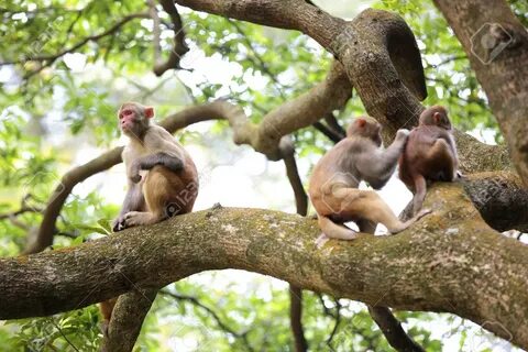 Monkey tree