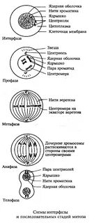 Во время интерфазы митоза