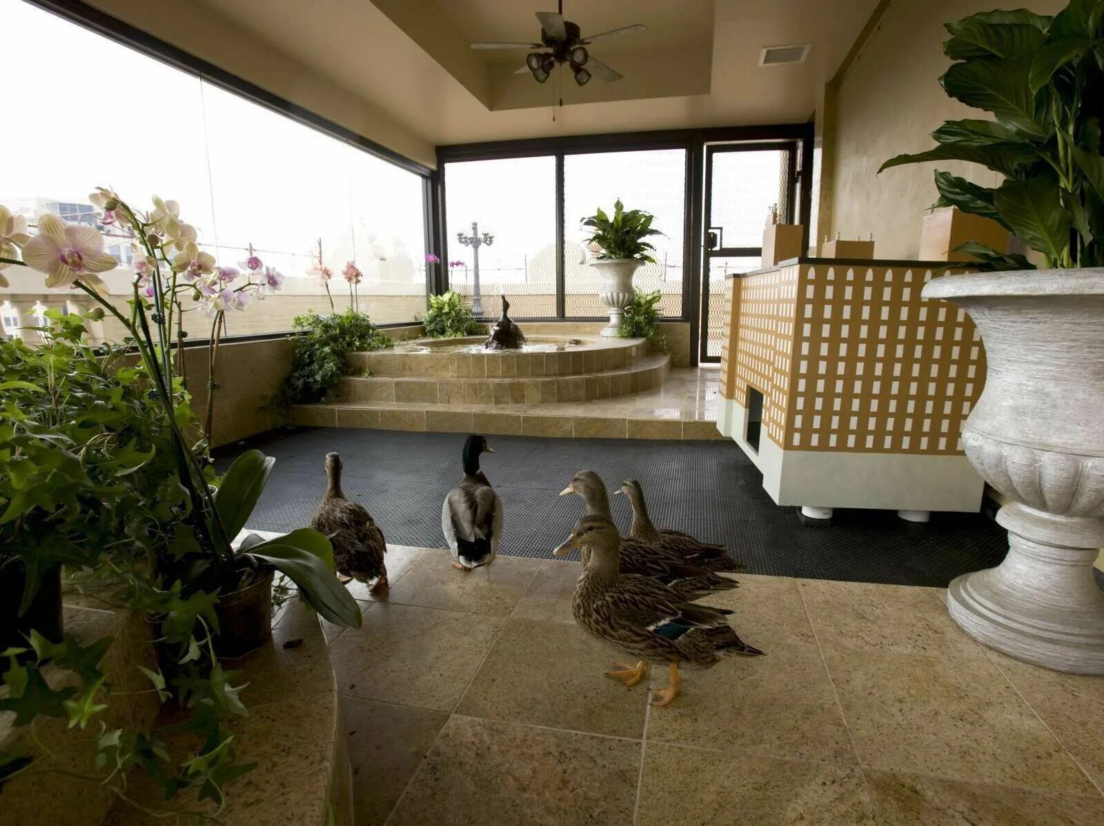 Утки в пибоди. Ducks hotel. Аб дак гостиница. Отель номарди барьер. Ducks hotel.